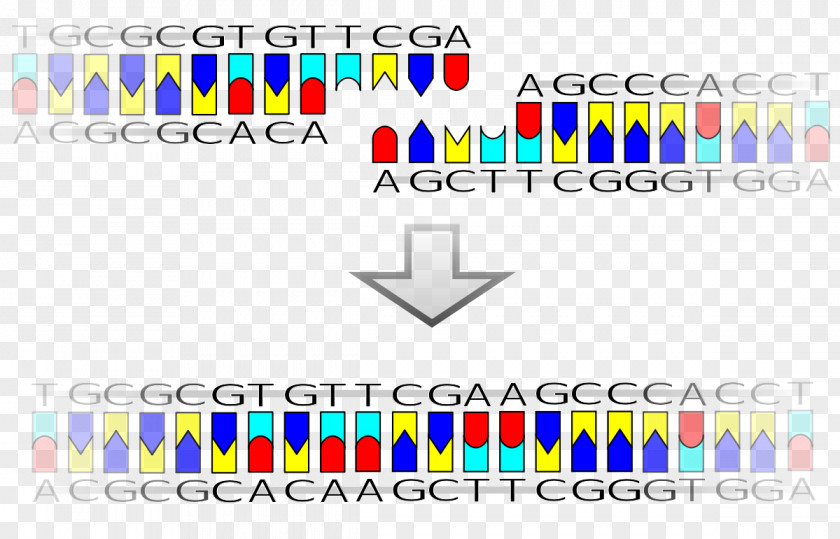 Vector Ligation Recombinant DNA Ligase PNG