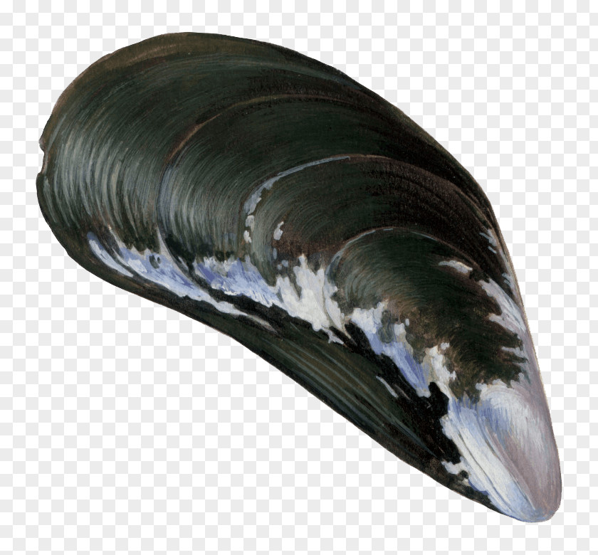 VT Oyster Blue Mussel Pectinidae PNG