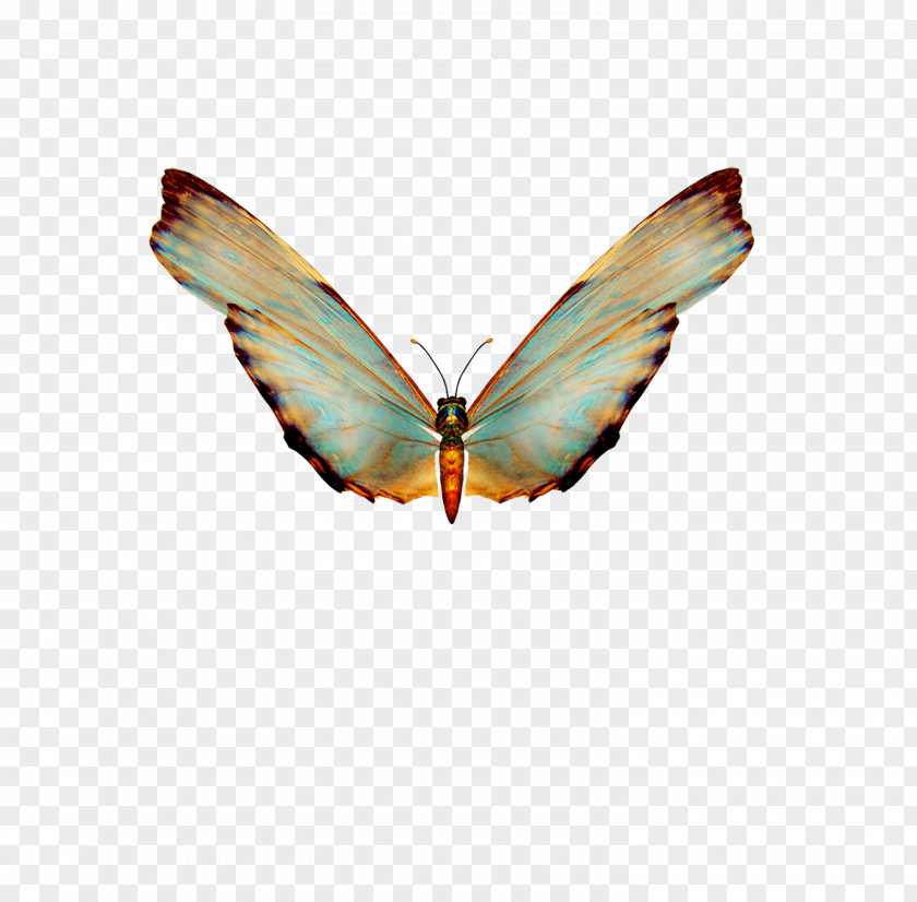 Beautiful Butterfly Clip Art PNG