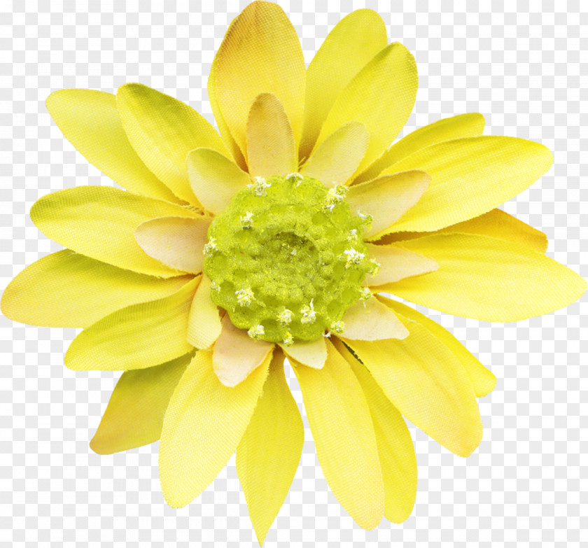Chrysanthemum Flower Stock Photography Painting PNG