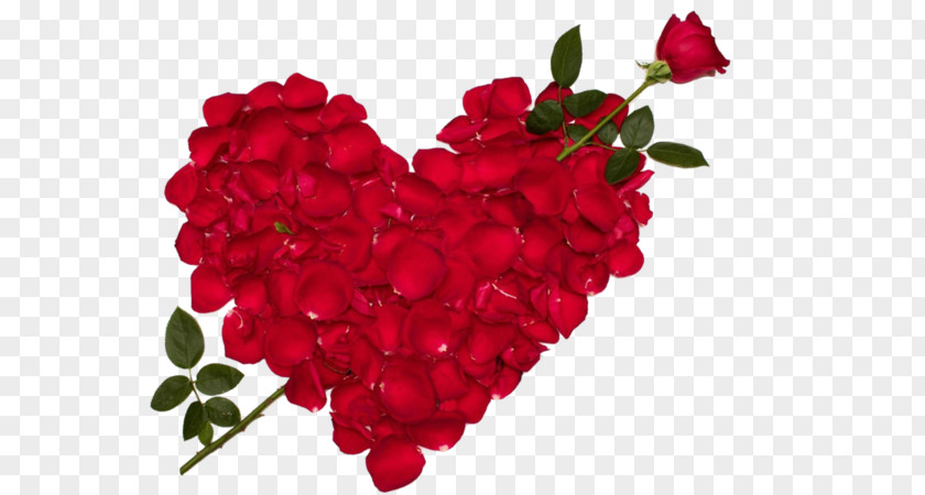 Rose Love Flower Valentine's Day Desktop Wallpaper PNG