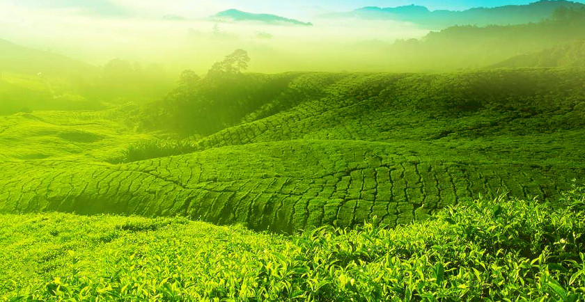 Tea Garden Charleston Plantation Malaysia Green PNG