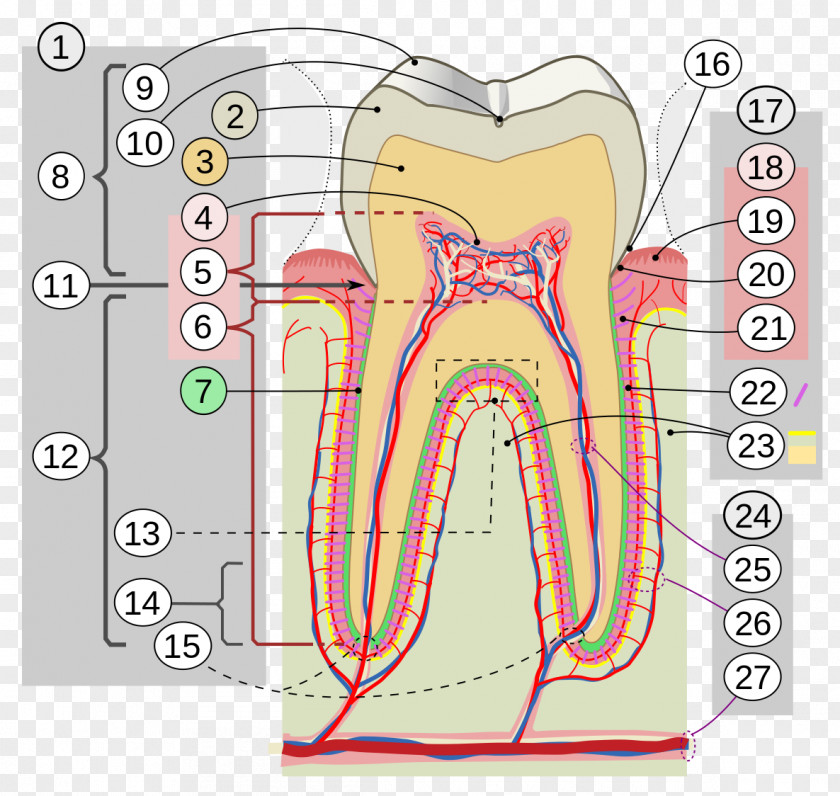 Tooth Brush Human Enamel Dentistry Gums PNG