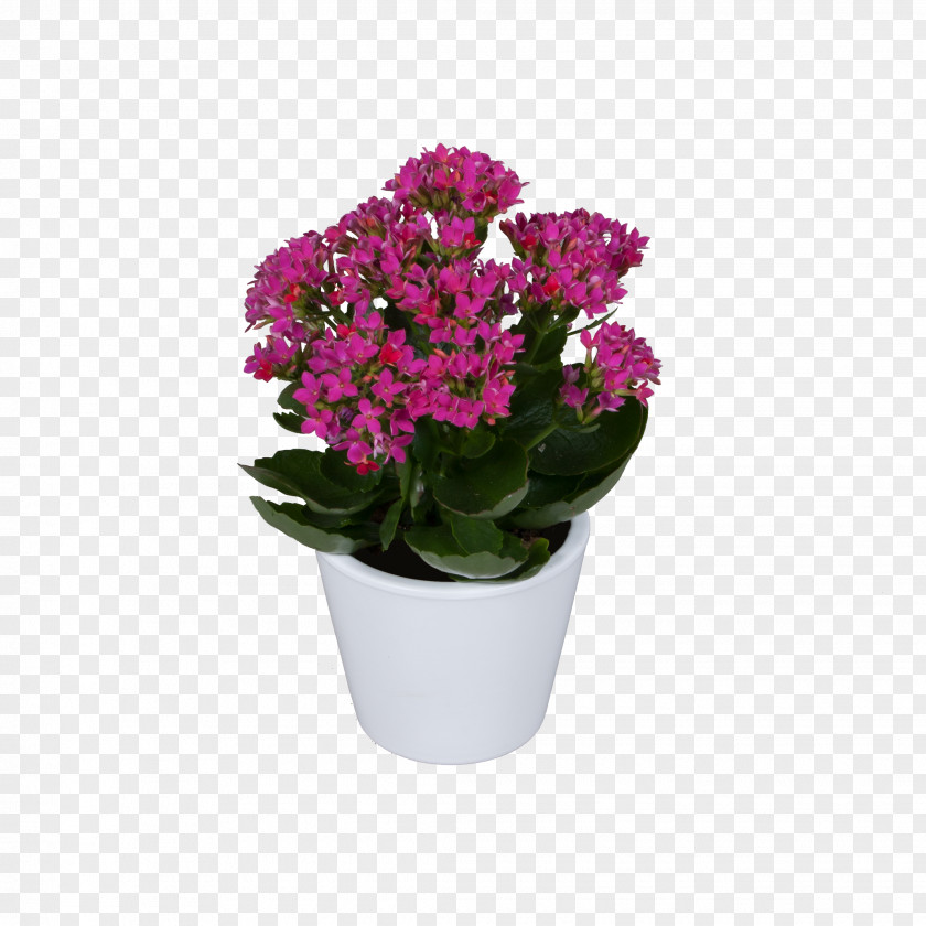 Violet Vervain Flowerpot Pink Cut Flowers PNG