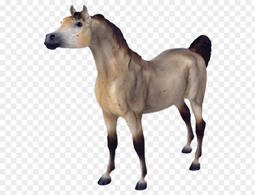 Arabian Horse Foal American Quarter Appaloosa Mare PNG