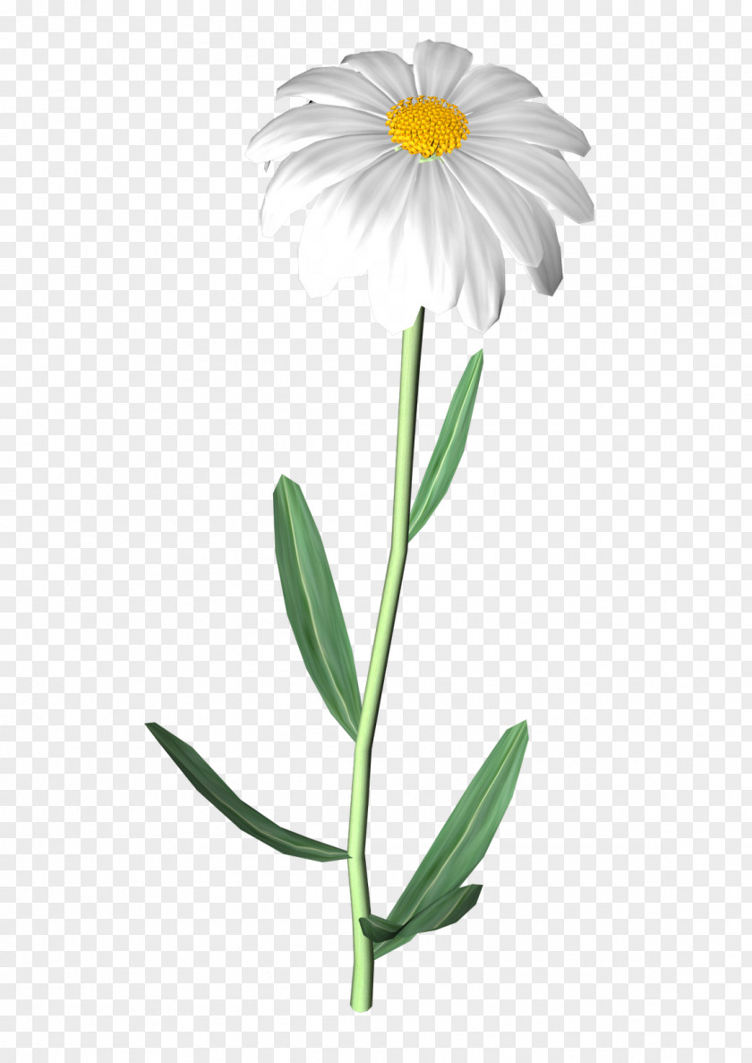 Daisys Cut Flowers Oxeye Daisy Family Common PNG