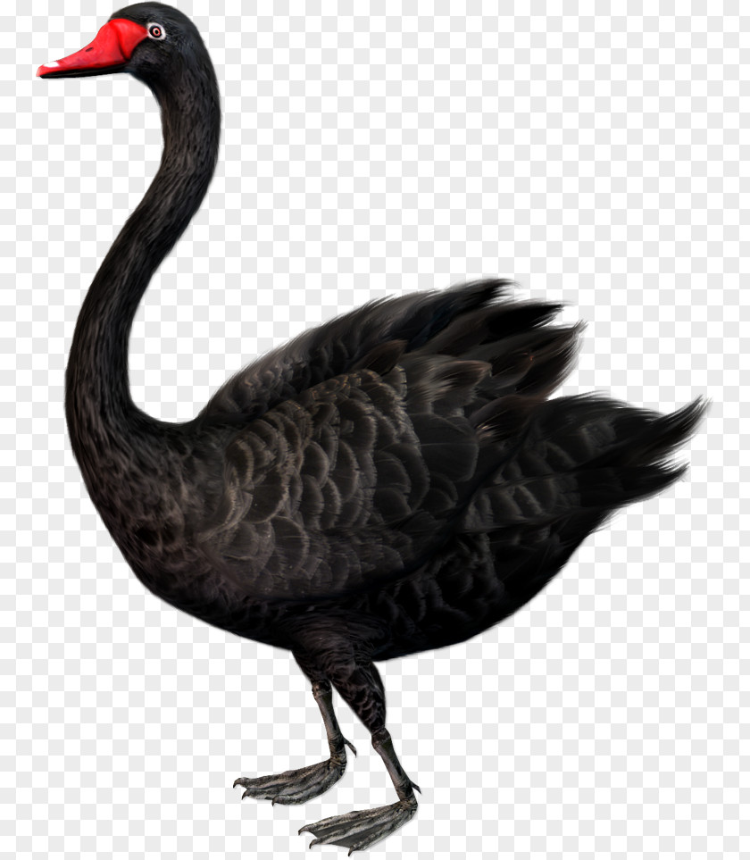 Goose The Black Swan: Impact Of Highly Improbable Cygnini Swan Theory Clip Art PNG