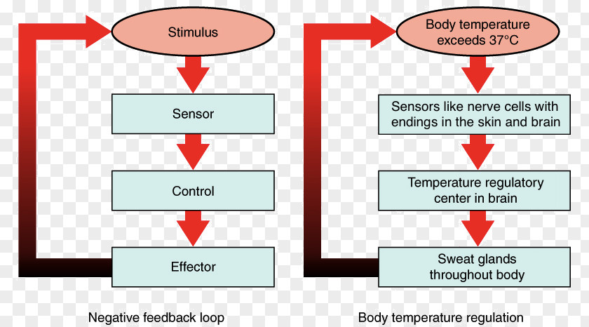 Water Drop No Buckle Chart Negative Feedback Homeostasis Positive Biology PNG