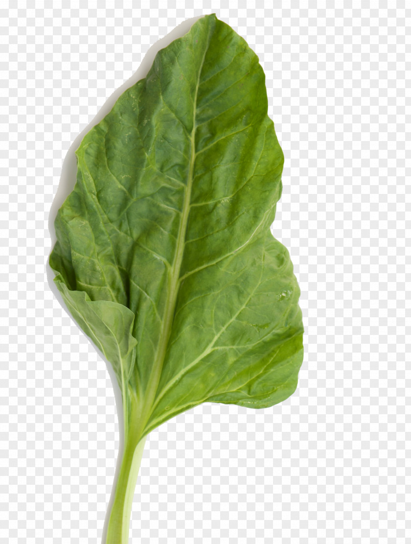 Leaf Chard Spinach Vegetable Capitata Group PNG