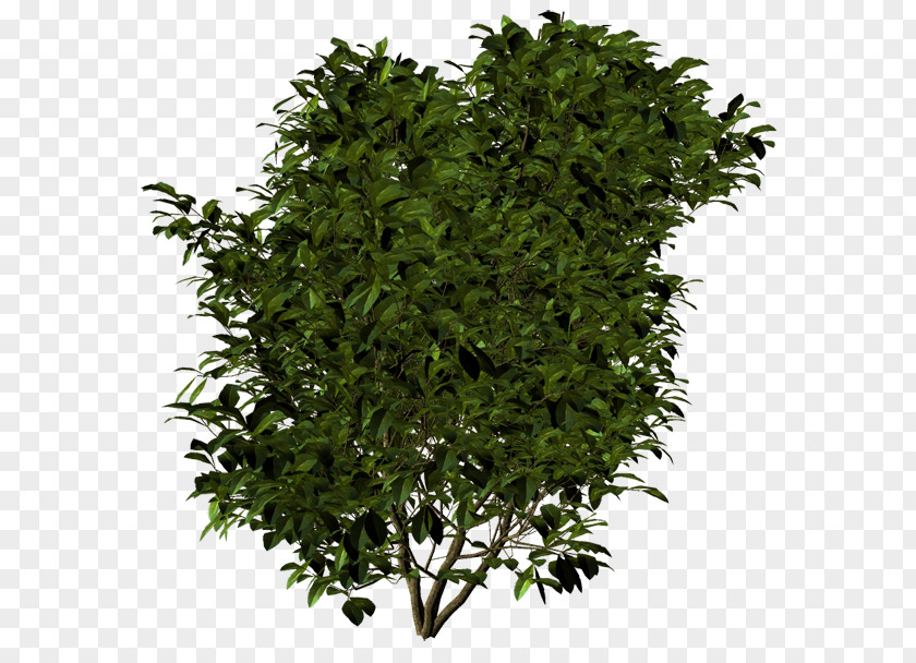 Tree Shrub Evergreen Leaf Herb PNG