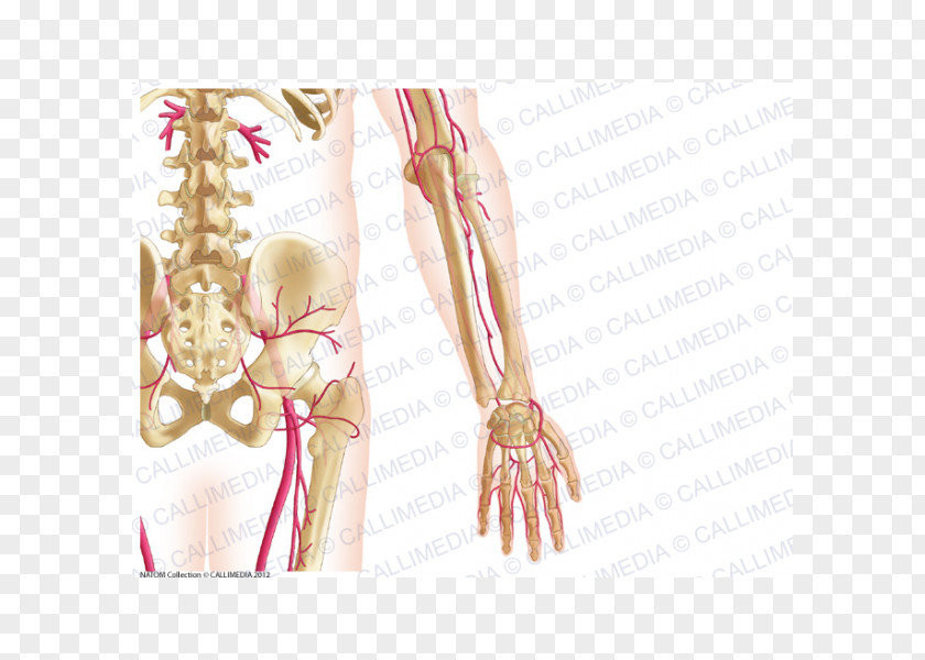 Arm Finger Forearm Vein Bone PNG