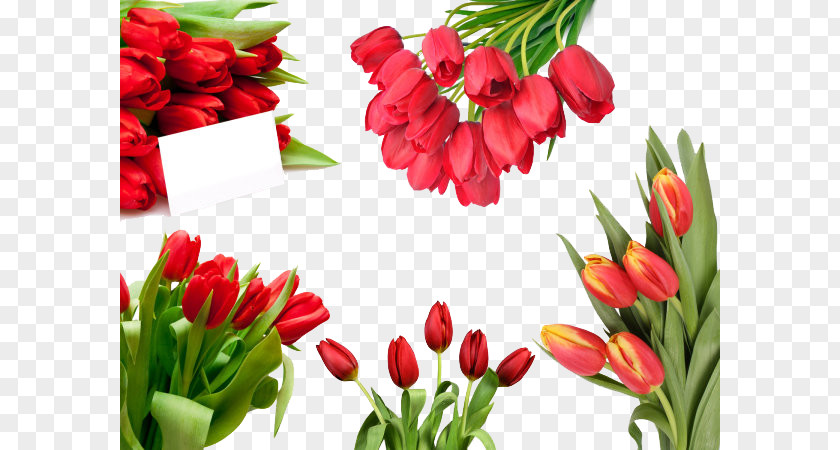 Bouquet Of Red Tulips Collection Tulip Flower Nosegay PNG