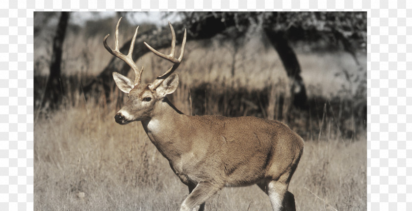 Deer White-tailed Hunting Game PNG