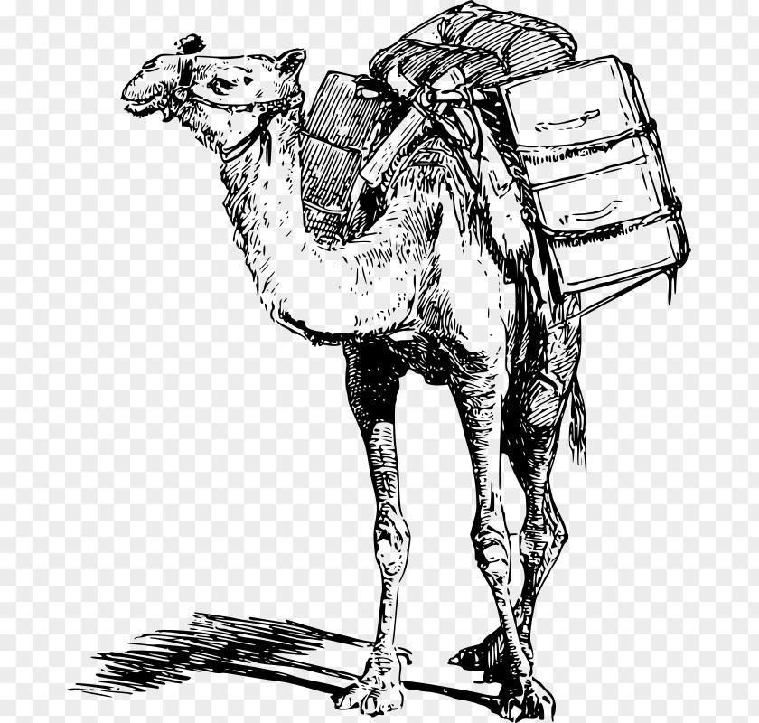 Eid Adha Bactrian Camel Dromedary Llama Pack Animal Clip Art PNG