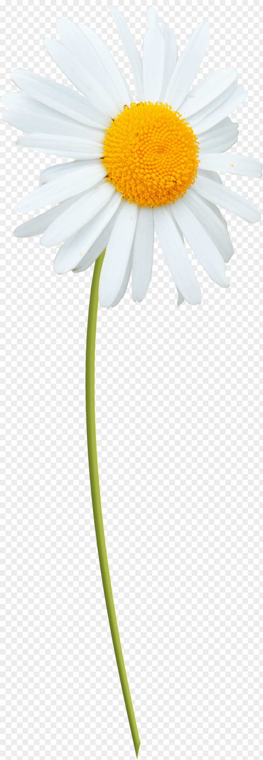 ромашка Oxeye Daisy Marguerite Roman Chamomile Transvaal Family PNG