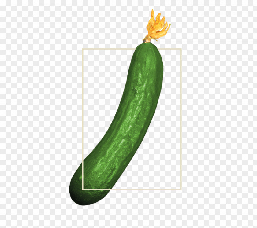 Cucumber Cucurbita Wax Gourd Summer Squash Winter PNG