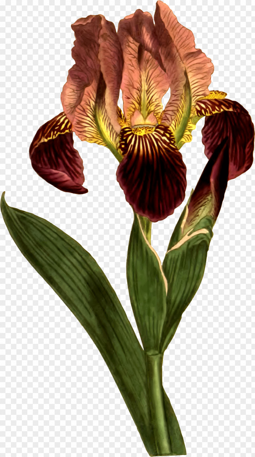 Curtis's Botanical Magazine Botany Illustration Iris Versicolor Sibirica PNG