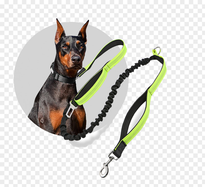 Dog Leash Miniature Pinscher Prague Ratter German Collar PNG