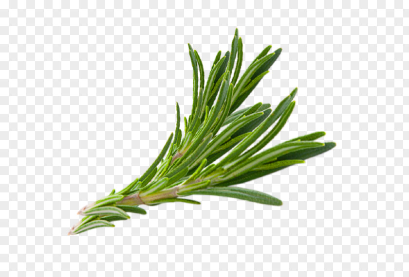 Herbs Rosemary Herb Thymes Hair PNG