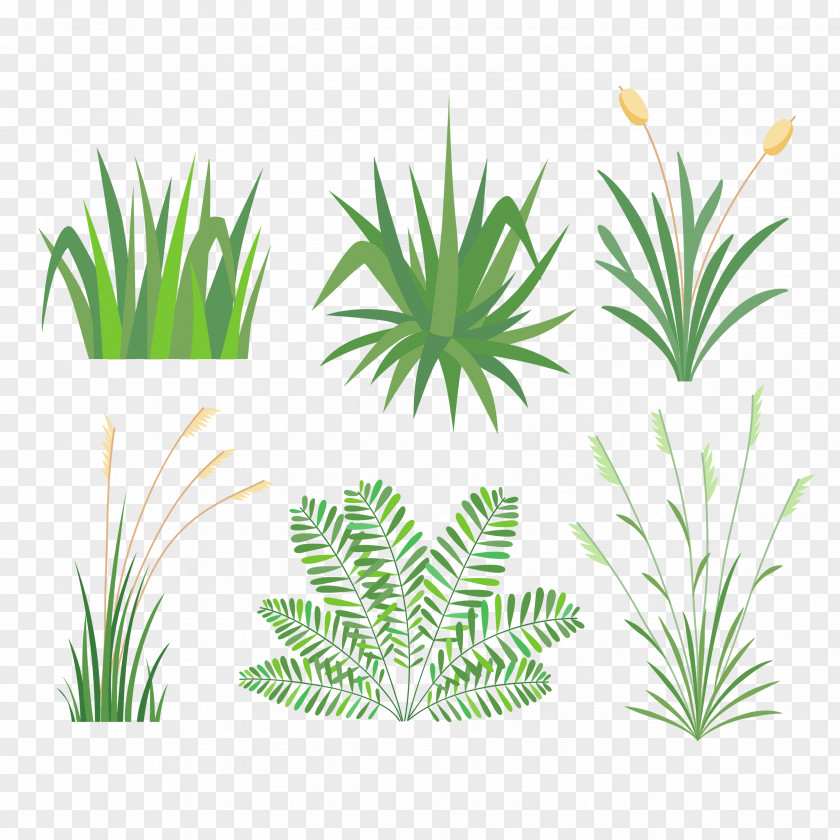 Botanical Vector Graphics Image Design PNG