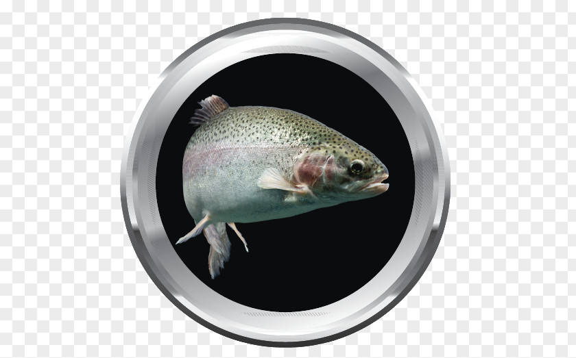Fish Rainbow Trout Brown PNG