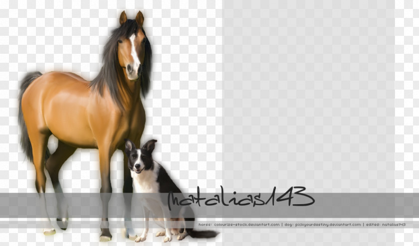 Mustang Stallion Halter Foal Colt PNG