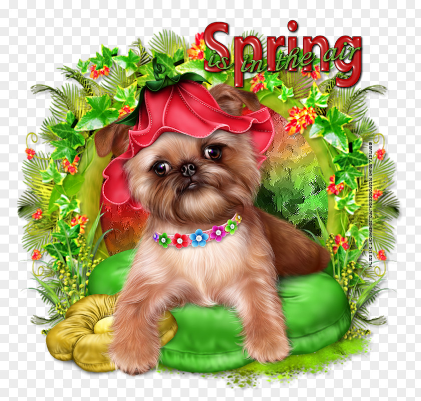 Play Firecracker Puppy Yorkshire Terrier Cairn Morkie Shih Tzu PNG