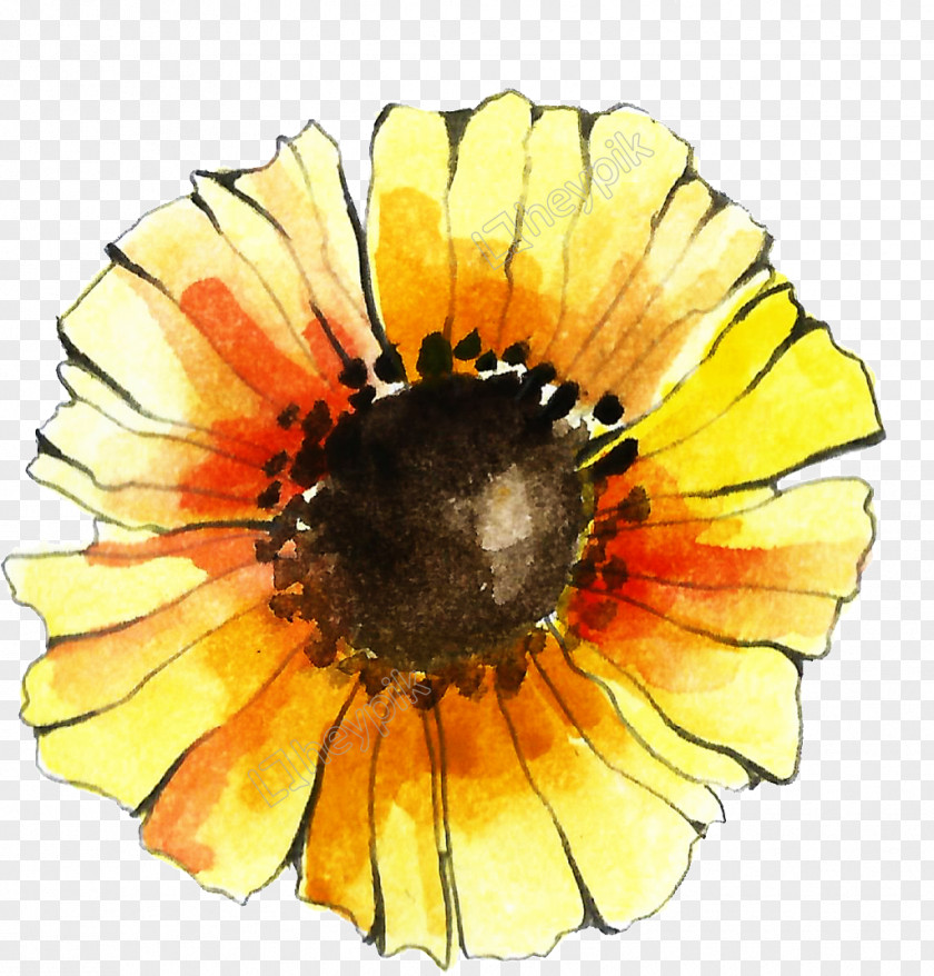 Sunflower Vector Freepik Transvaal Daisy Cut Flowers Pot Marigold PNG