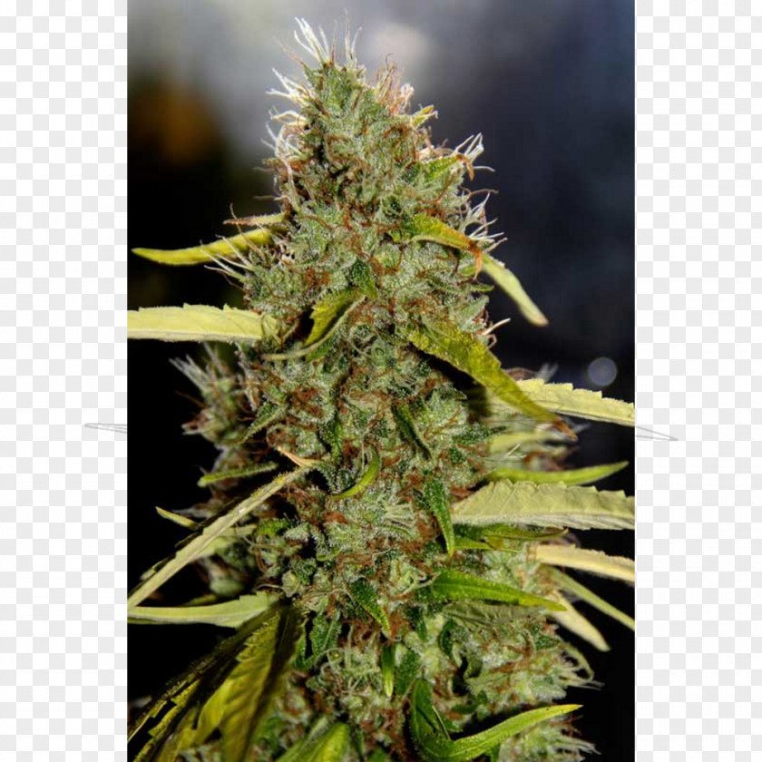 Cannabis Cannabidiol Haze Marijuana Sativa PNG