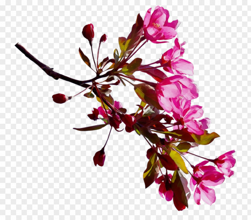 Clip Art Cherry Blossom Image PNG