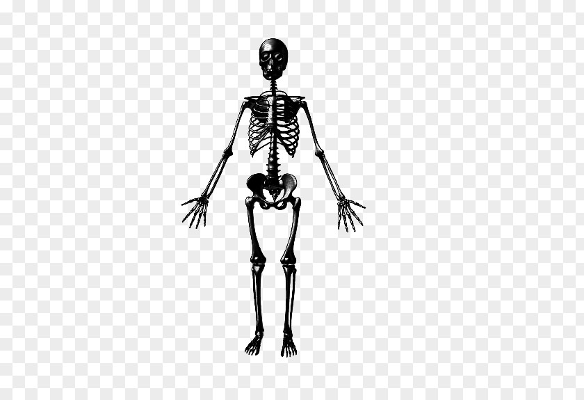 Dreamweaver Bone Health Human Skeleton Muscle PNG