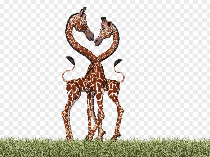 Giraffe Wildlife Giraffidae Grass Antelope PNG