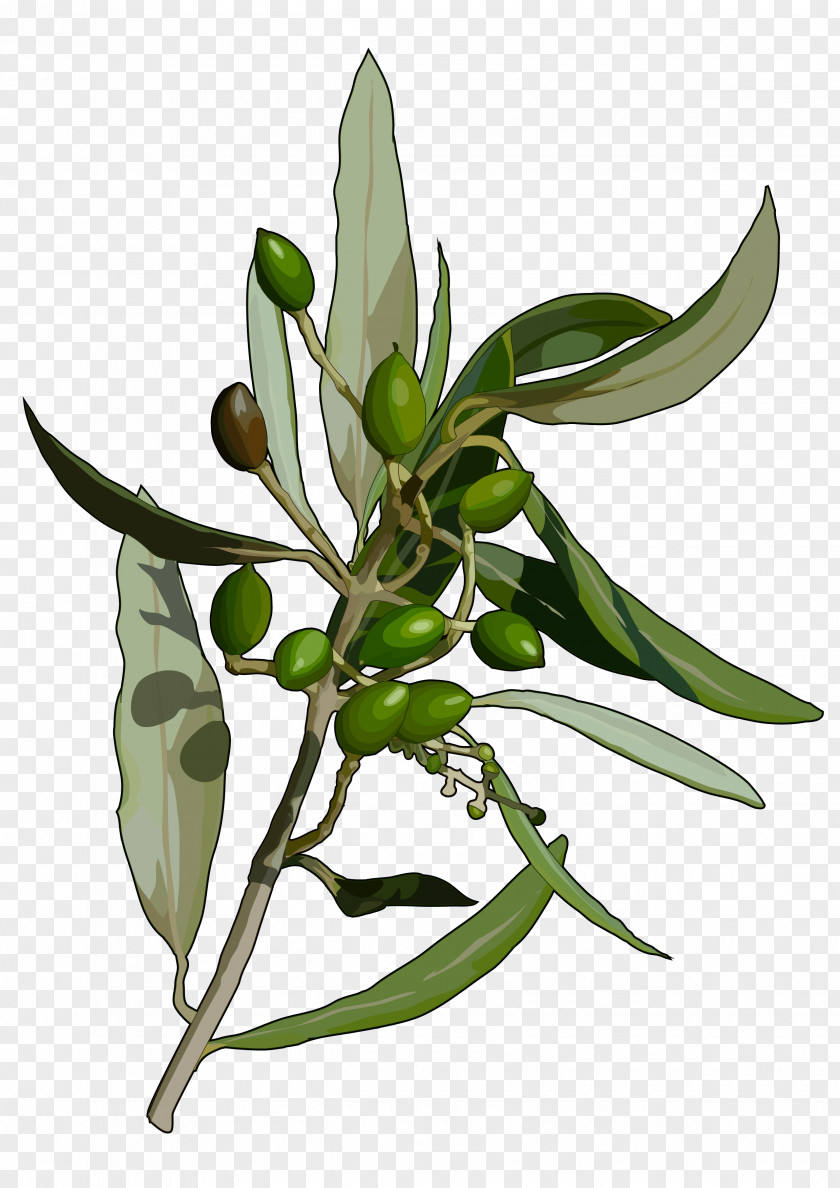 Olive Tree Leaf Flora De Canarias Abaksiaalsus PNG