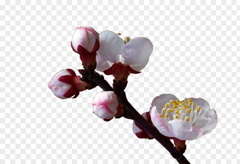 An Apricot Blossom Flower Tree PNG