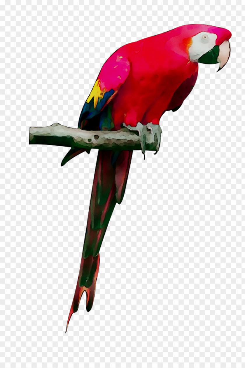 Budgerigar Bird Macaw Grey Parrot Loriini PNG
