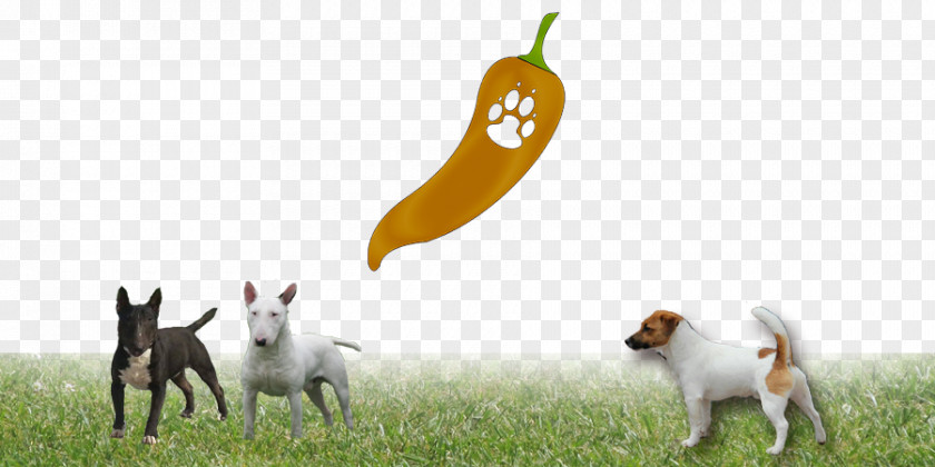 Jack Russell Dog Breed Wildlife Animal PNG