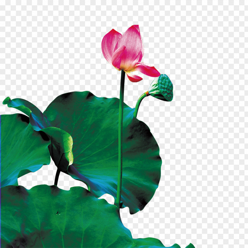 Lotus Nelumbo Nucifera Drop Seed PNG