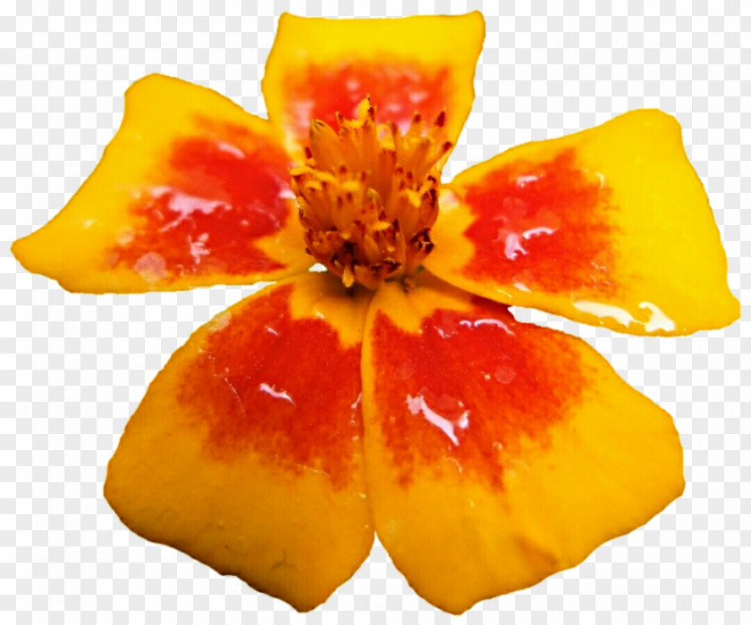Marigold Calendula Officinalis Flower Plant Petal PNG