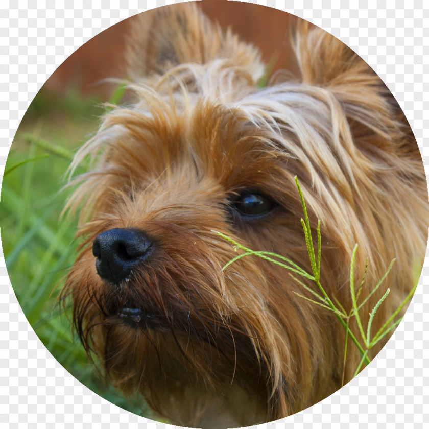 Yorkie Yorkshire Terrier Puppy Australian Morkie Silky PNG