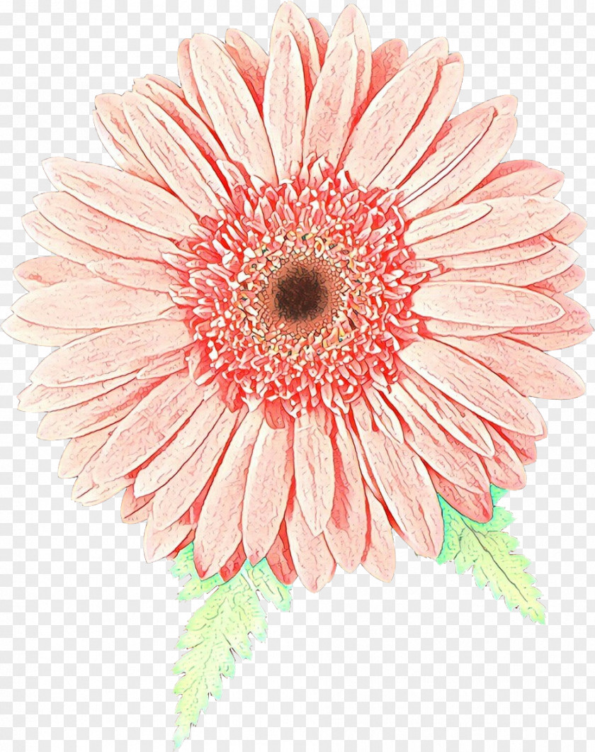 Asterales Daisy Flowers Background PNG