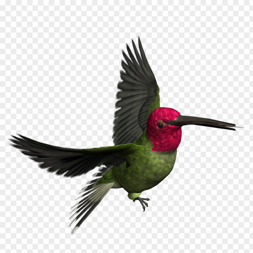 Birds Hummingbird Woodpecker Clip Art PNG