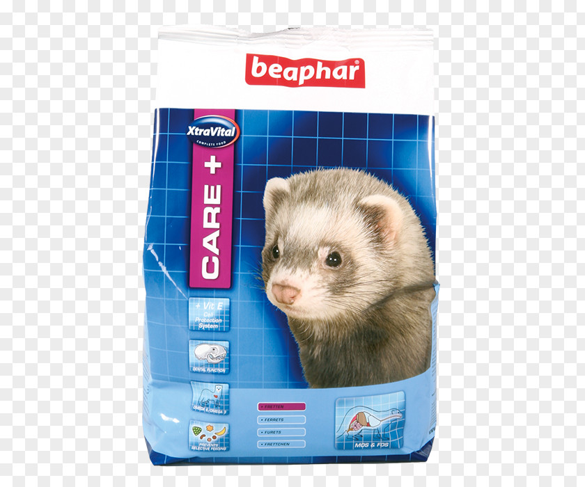 Ferret Weasels Guinea Pig Rodent Dog PNG