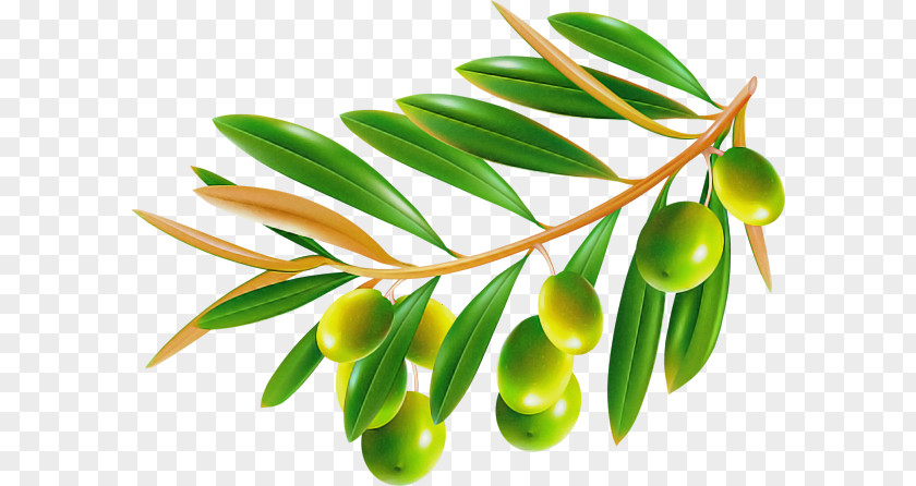 Plant Leaf Flower Tree Olive PNG