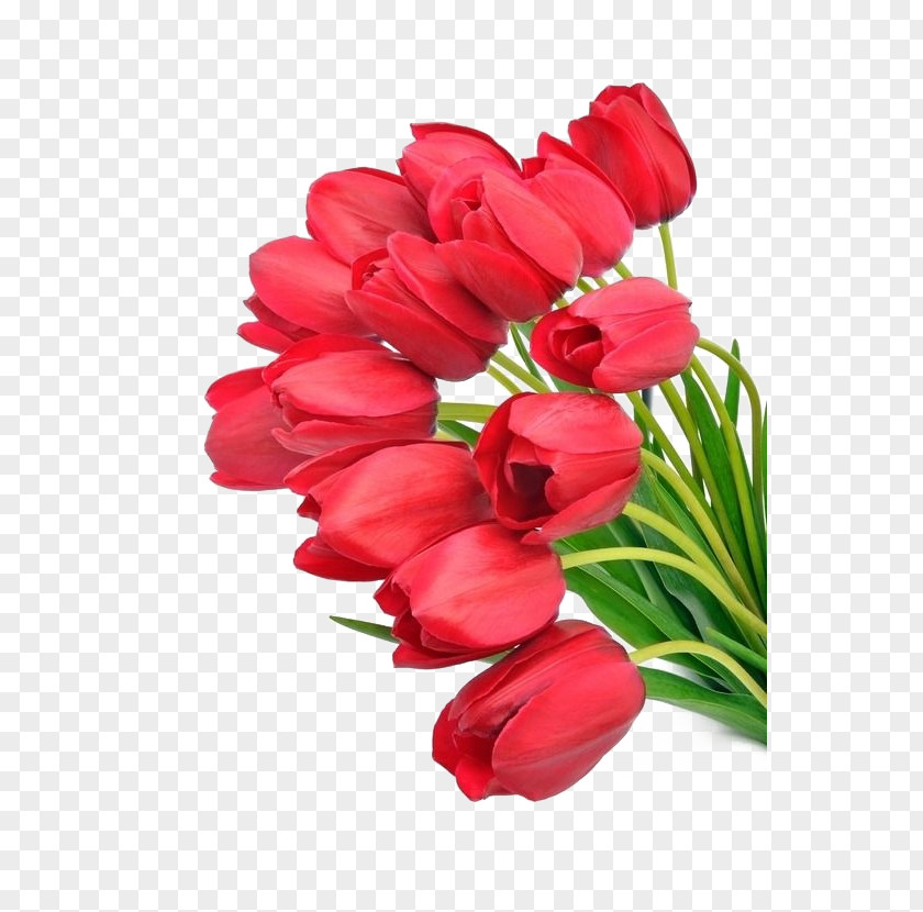 Tulip Flower Bouquet Wallpaper PNG
