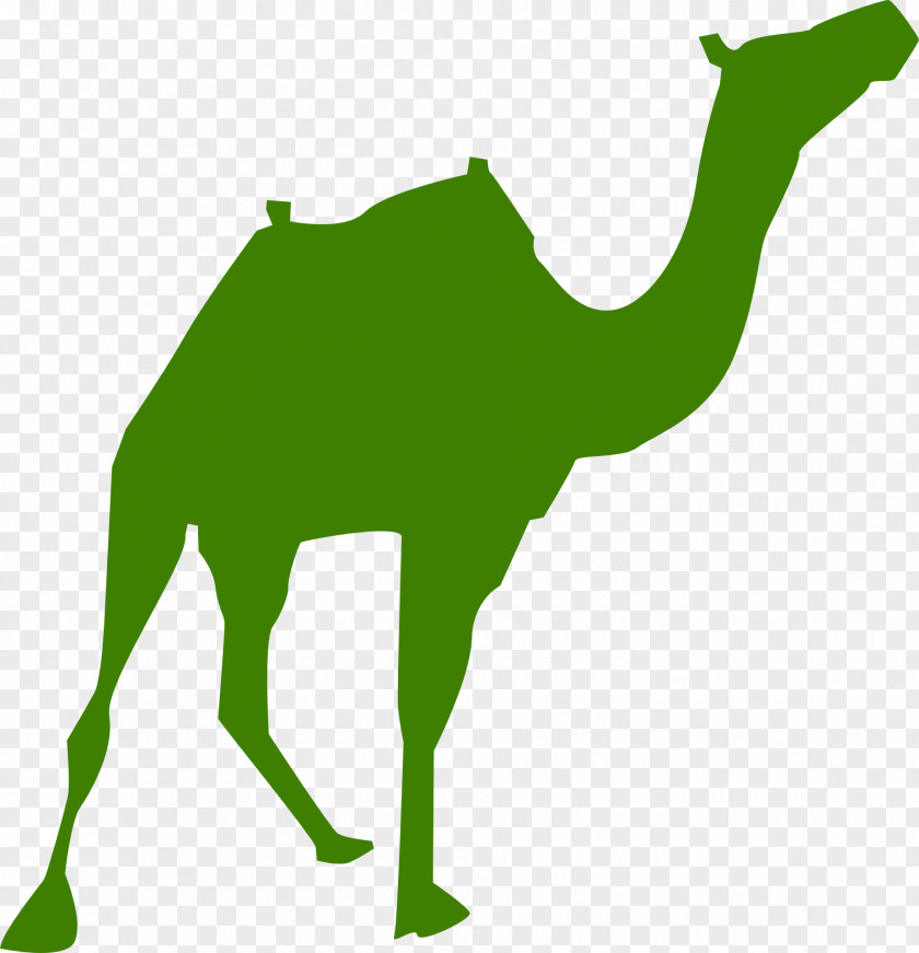 Camel Egyptian Pyramids PNG