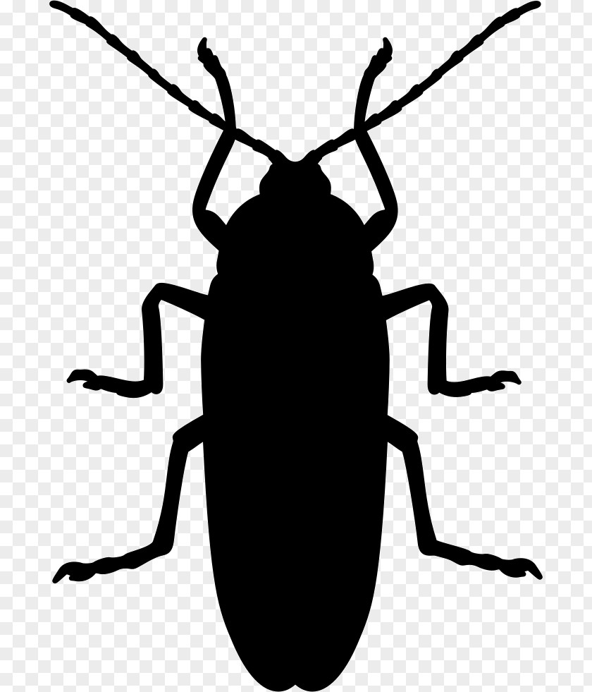 Cockroach Mosquito Beetle Silhouette Pest PNG