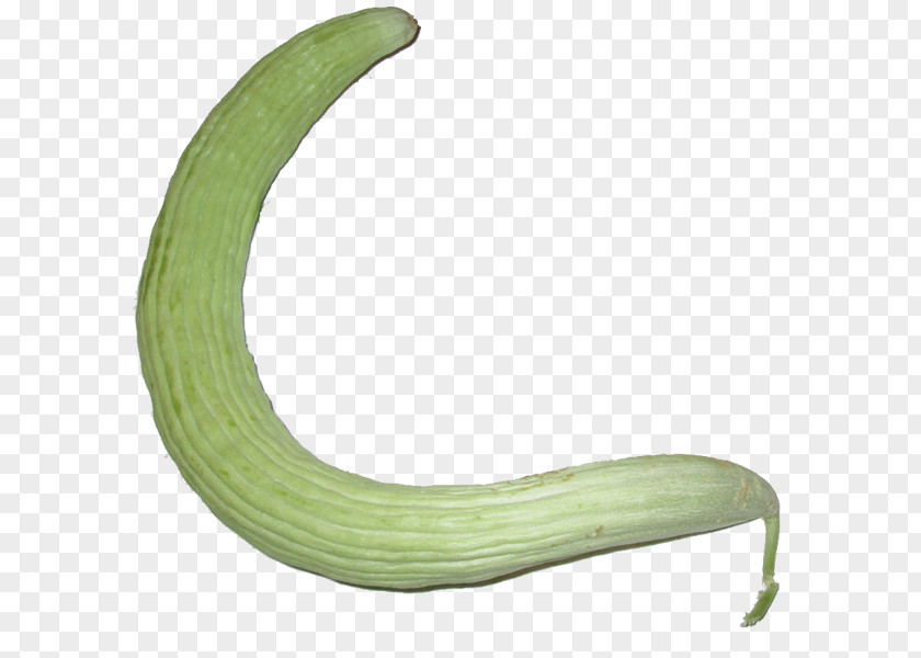 Snake Gourd Armenian Cucumber Cucumis PNG