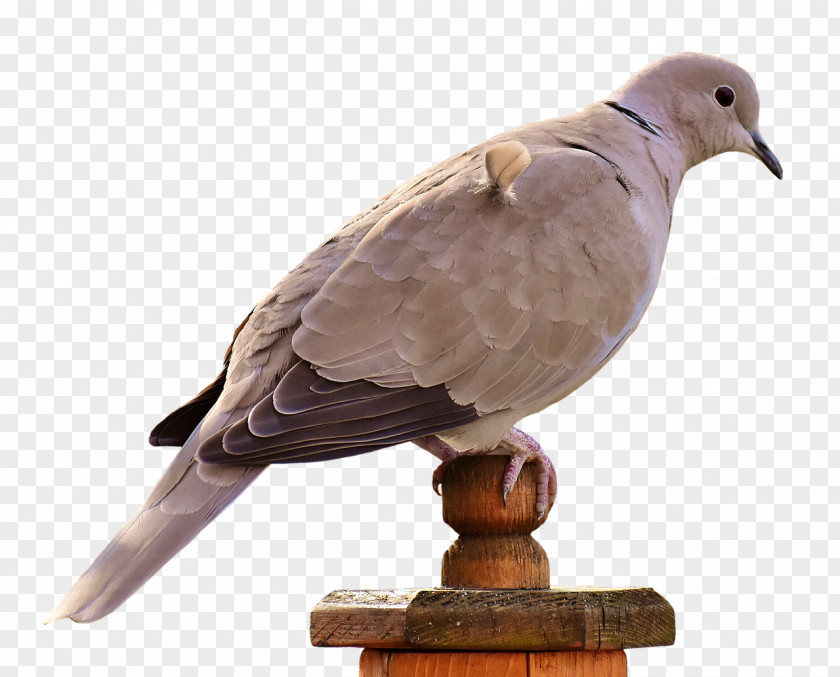 Bird Pigeons And Doves Beak Owl Feather PNG
