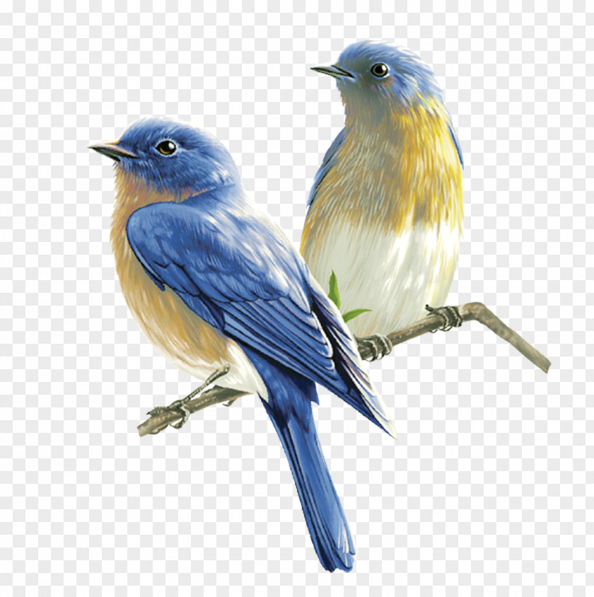 Birds Songbird Clip Art PNG