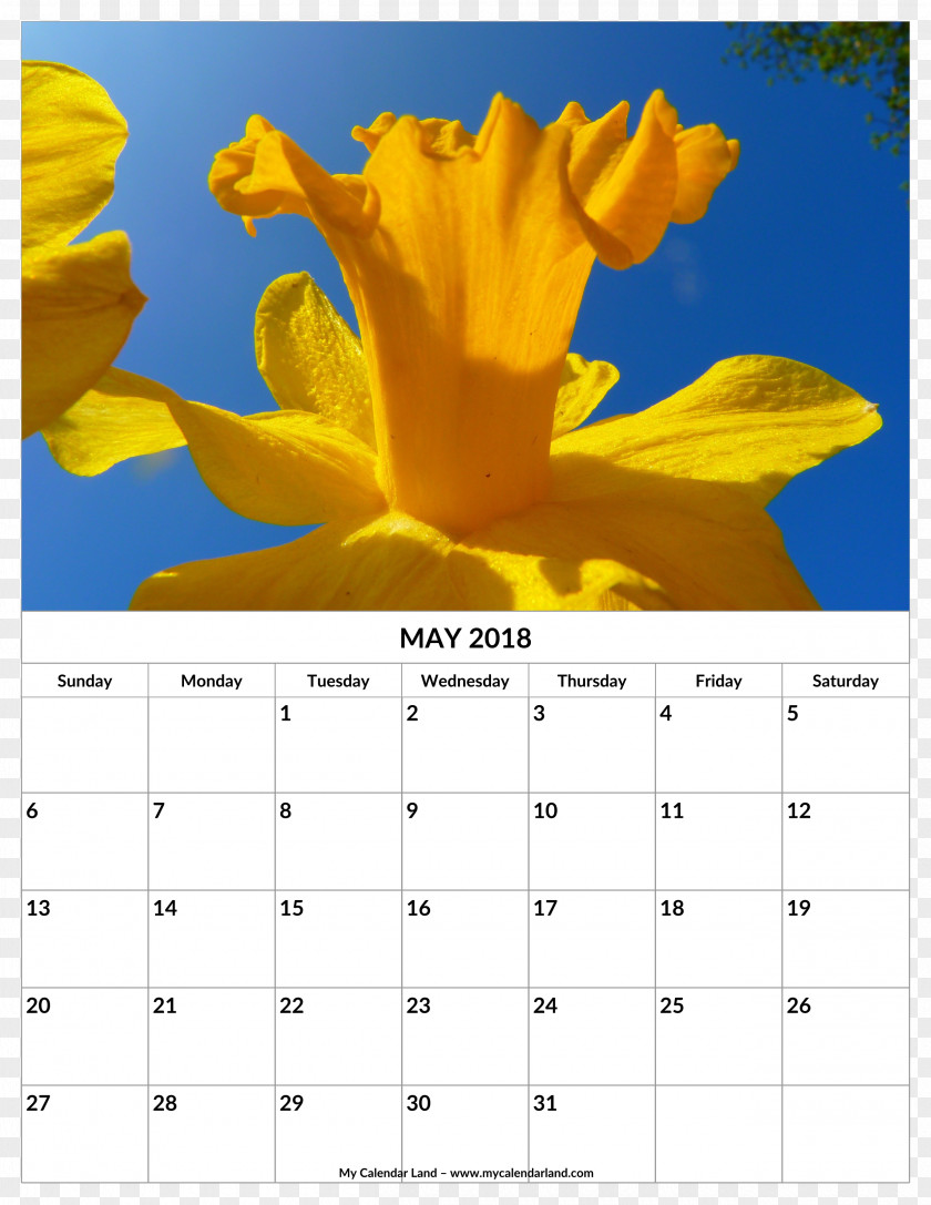 Flower Calendar Wild Daffodil Petal Birth PNG